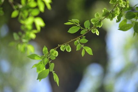 비술나무(Ulmus pumila L.)