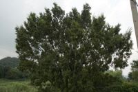 Ulmus parvifolia Jacq.