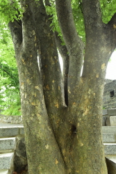 느티나무(Zelkova serrata (Thunb.) Makino)