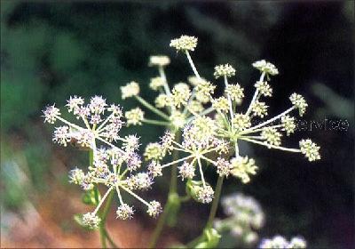 Plant Illustration Details