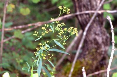 시호(Bupleurum komarovianum Lincz.)