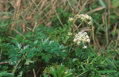 기름나물(Peucedanum terebinthaceum (Fisch. ex Trevir.) Fisch. ex Turcz.)