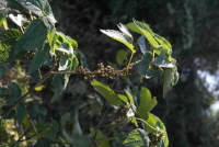 Plant Illustration Details