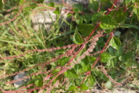 Plant Illustration Details