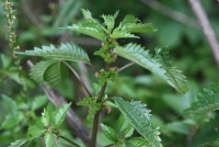 Plant Illustration Details