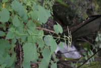 Plant Illustration Details