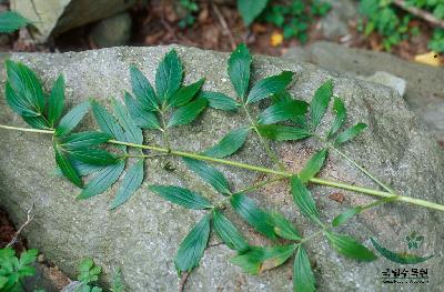 Plant Illustration Details