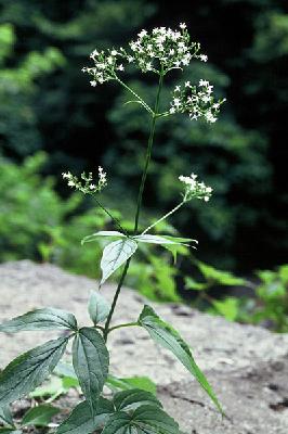 Plant Illustration Details