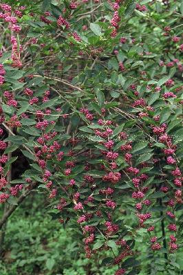 좀작살나무(Callicarpa dichotoma (Lour.) Raeusch. ex K.Koch)