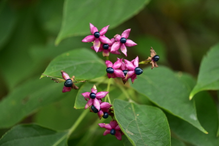 누리장나무(Clerodendrum trichotomum Thunb.)