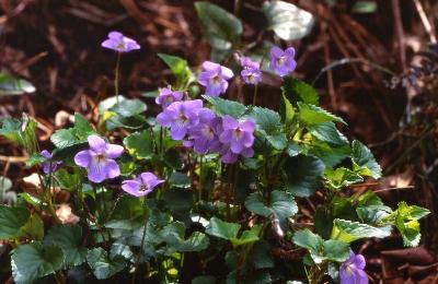 Plant Illustration Details