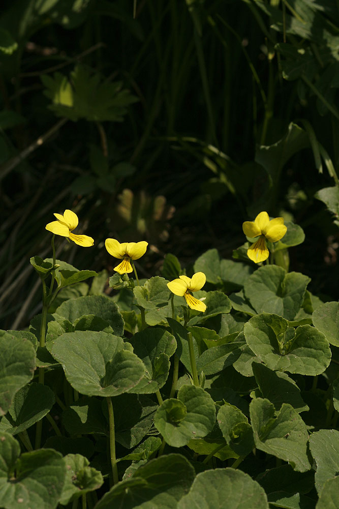 Plant Illustration Details