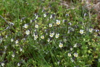 Plant Illustration Details