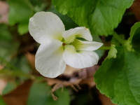 Plant Illustration Details