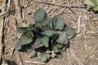 Plant Illustration Details