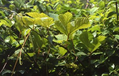 개머루(Ampelopsis glandulosa (Wall.) Momiy. var. heterophylla (Thunb.) Momiy.)