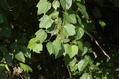 Plant Illustration Details