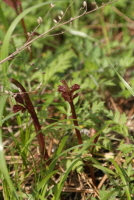 거지덩굴(Causonia japonica (Thunb.) Raf.)