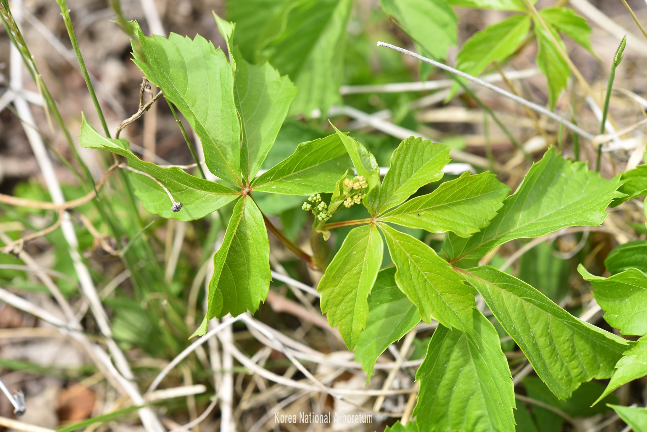 Plant Illustration Details