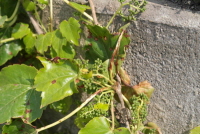 담쟁이덩굴(Parthenocissus tricuspidata (Siebold & Zucc.) Planch.)