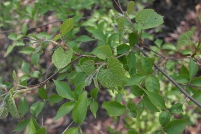 Vitis amurensis Rupr.