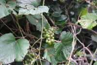 머루(Vitis coignetiae Pulliat ex Planch.)