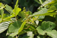 Plant Illustration Details