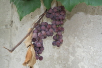 포도(Vitis vinifera L.)