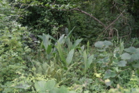 Plant Illustration Details