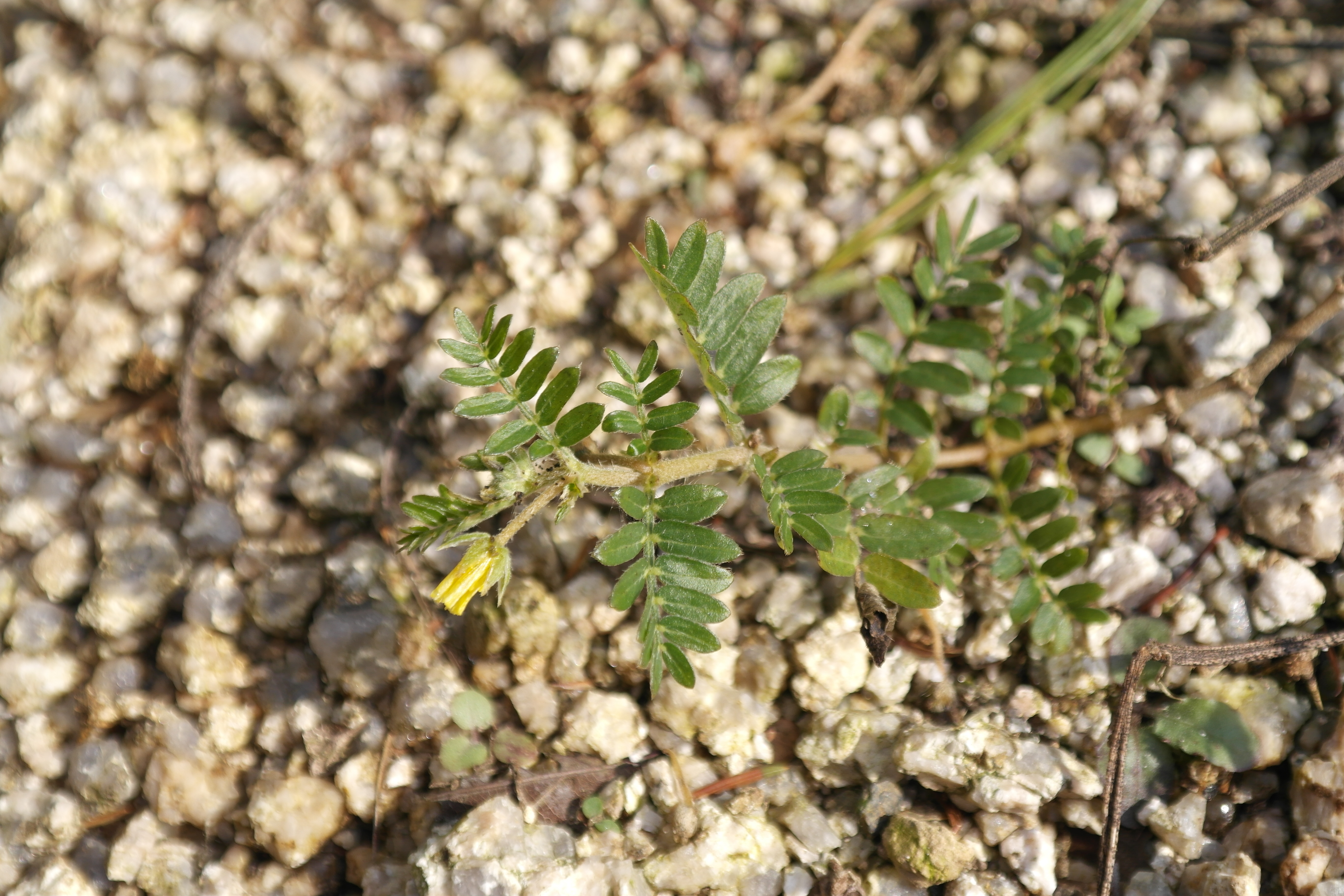 Plant Illustration Details