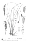 Plant Illustration Details