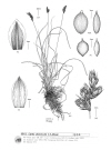 Plant Illustration Details