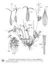 Plant Illustration Details