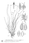 Plant Illustration Details