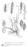 Plant Illustration Details