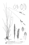 Plant Illustration Details