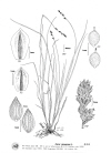 Plant Illustration Details