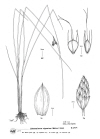 Plant Illustration Details