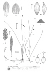 Plant Illustration Details