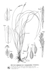 Plant Illustration Details