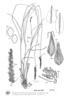 Plant Illustration Details