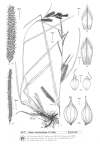 Plant Illustration Details