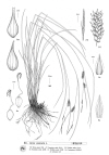 Plant Illustration Details