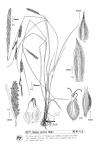 Plant Illustration Details