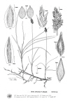 Plant Illustration Details