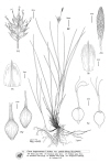 Plant Illustration Details