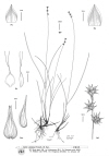 Plant Illustration Details