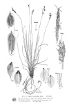 Plant Illustration Details