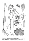 Plant Illustration Details