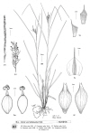 Plant Illustration Details